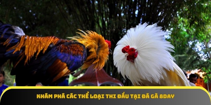 Thể loại đá gà 8Day đa dạng – Trải nghiệm không giới hạn