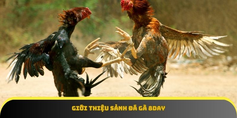 Sảnh đá gà 8Day – Nơi thăng hoa cảm xúc cùng những trận chiến nảy lửa