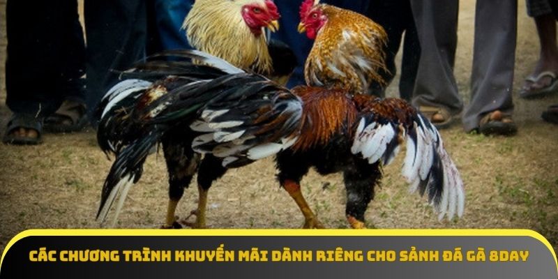 Khuyến mãi đá gà 8Day – Nâng tầm trải nghiệm cá cược
