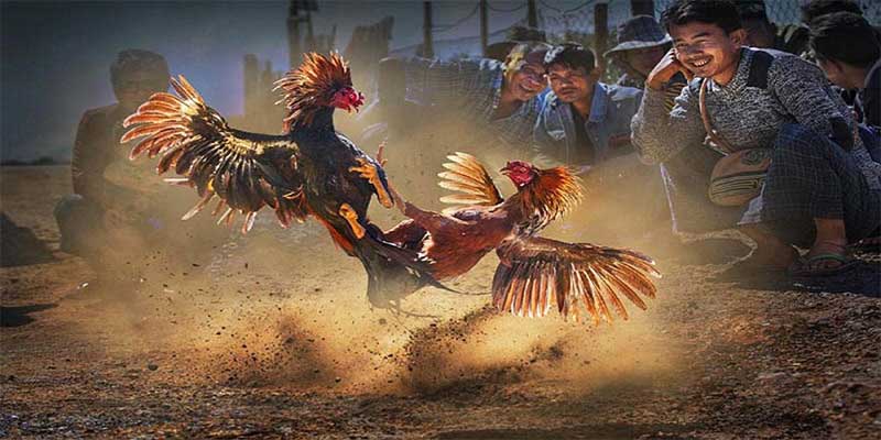 Kinh nghiệm đặt cược đá gà cựa dao