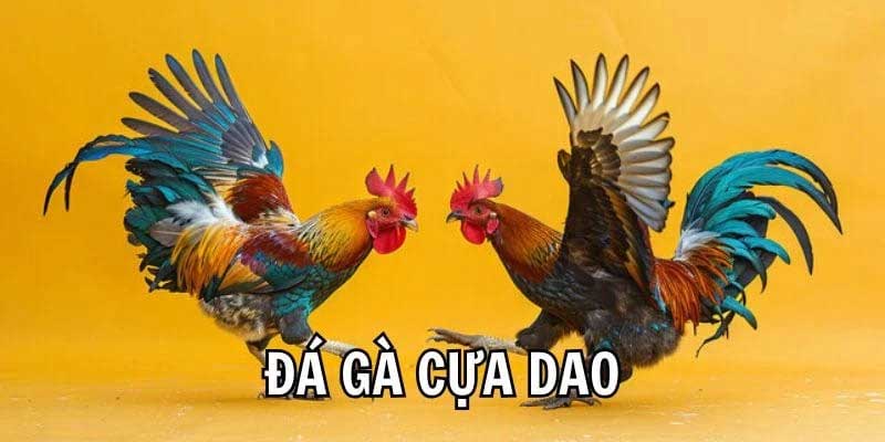 Ưu điểm tham gia đá gà cựa dao